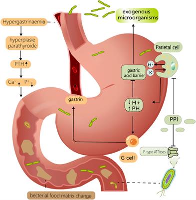 <mark class="highlighted">Proton pump inhibitors</mark> may enhance the risk of digestive diseases by regulating intestinal microbiota